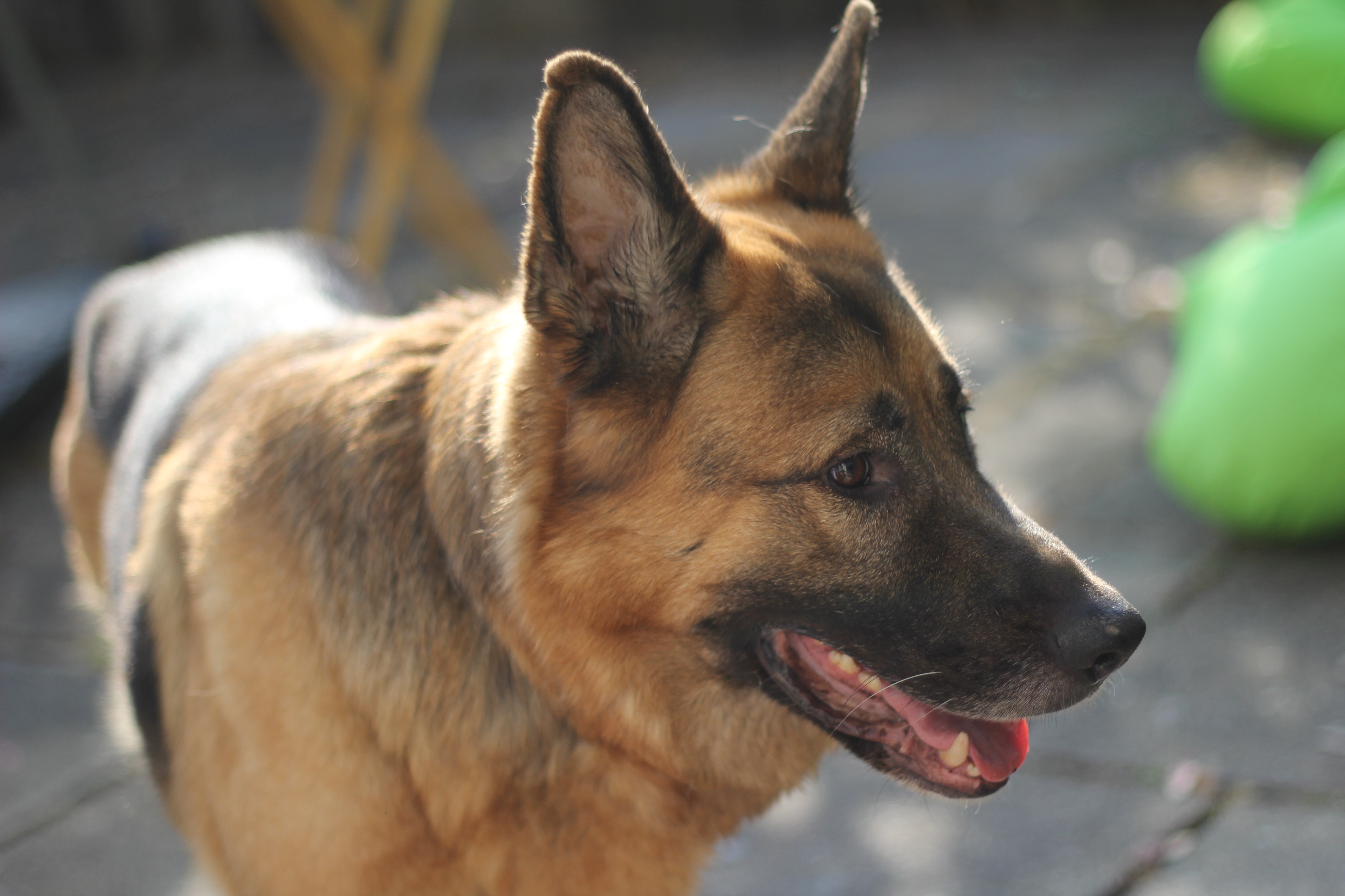 Degenerative Myelopathy in Dogs – What Can You Do?