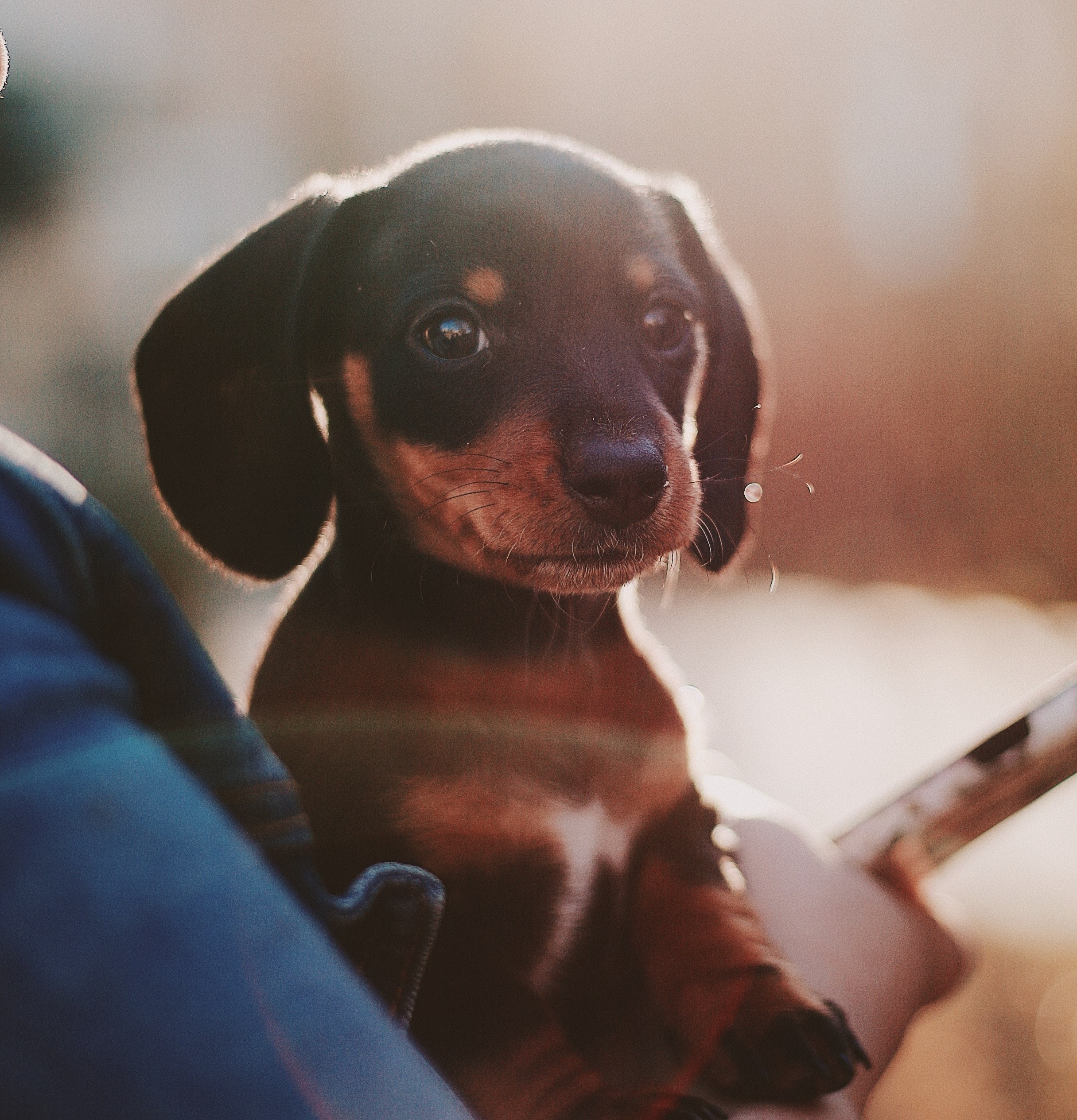 Treating IVDD in Dogs Using Acupuncture