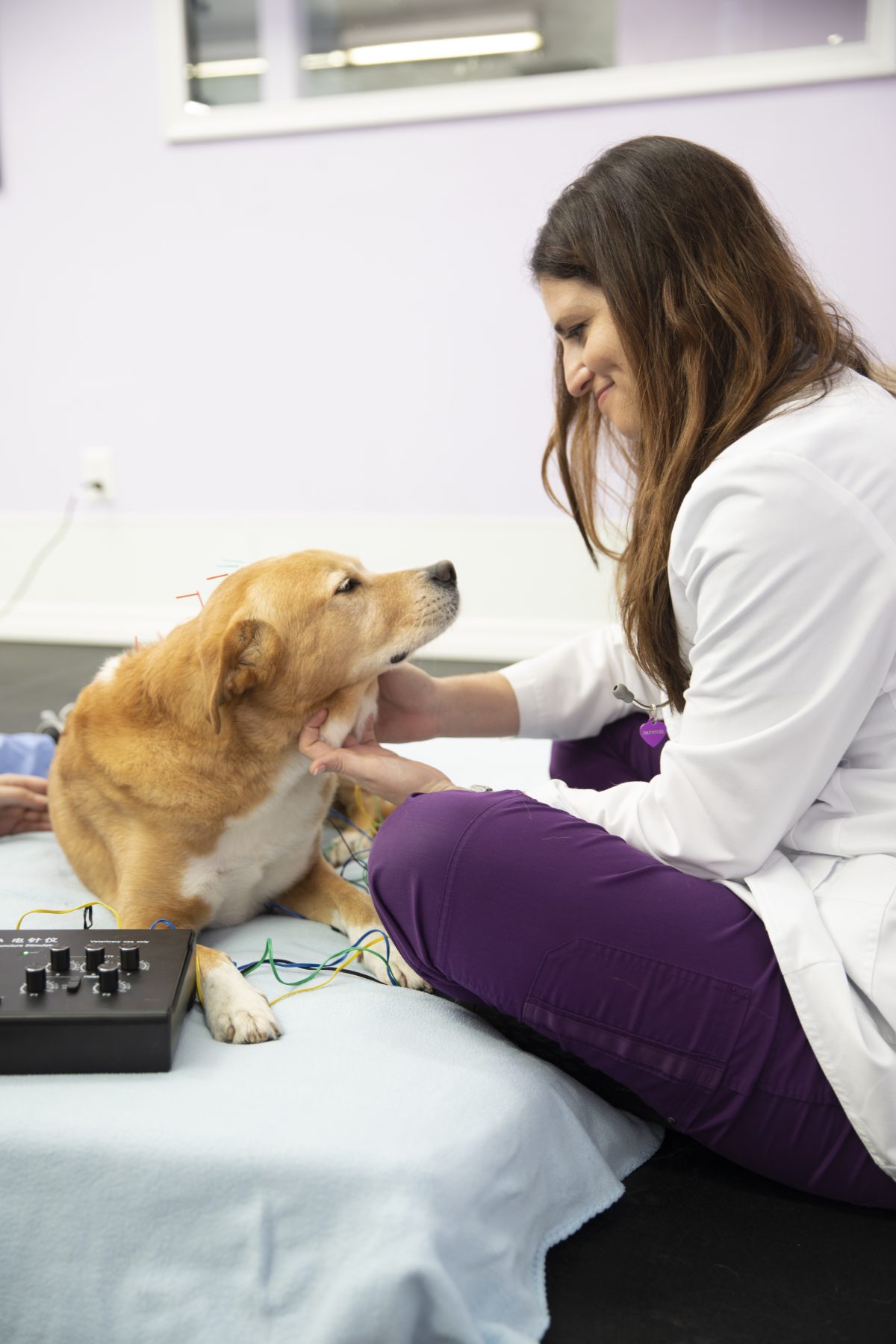 Veterinary team providing integrative treatment at Healing Paws