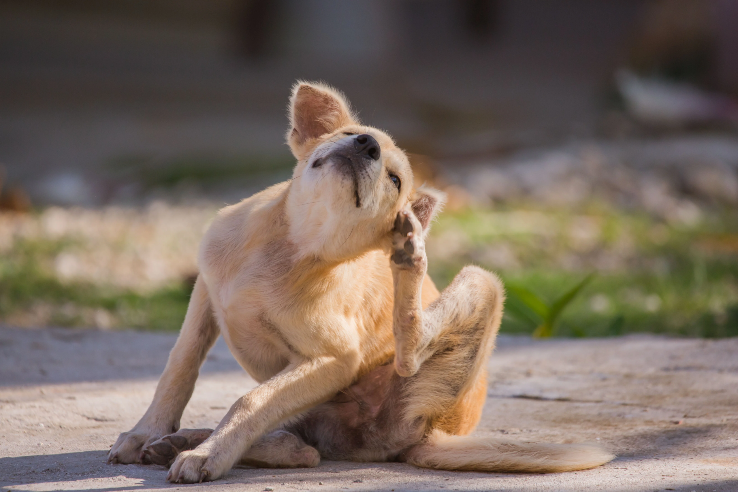 Treating Pet Allergies Naturally